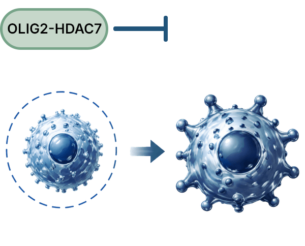 Small blue virus particle circled on the left enlarging into a larger virus on the right, labeled OLIG2-HDAC7.